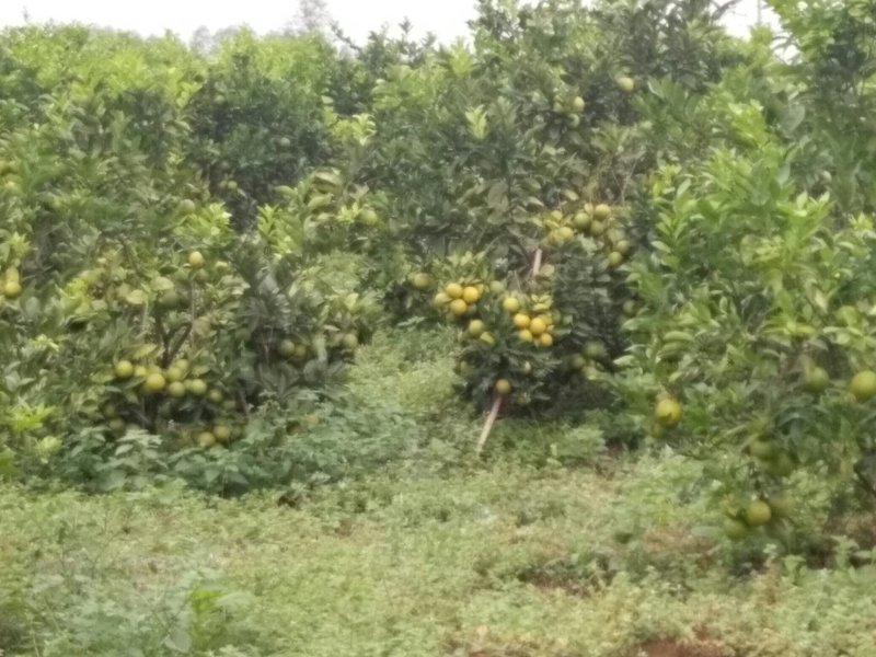 红江橙
