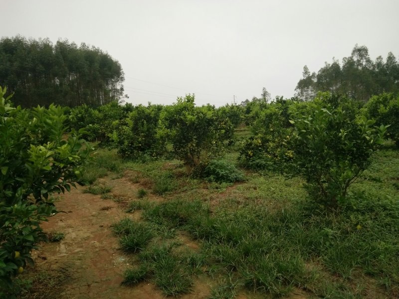 红江橙