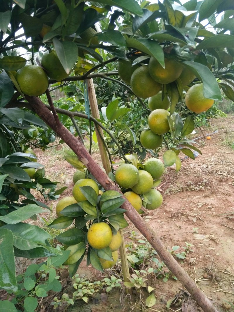 红江橙