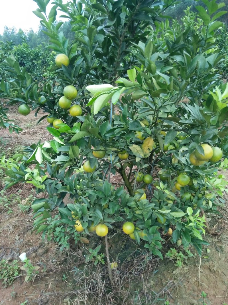 红江橙