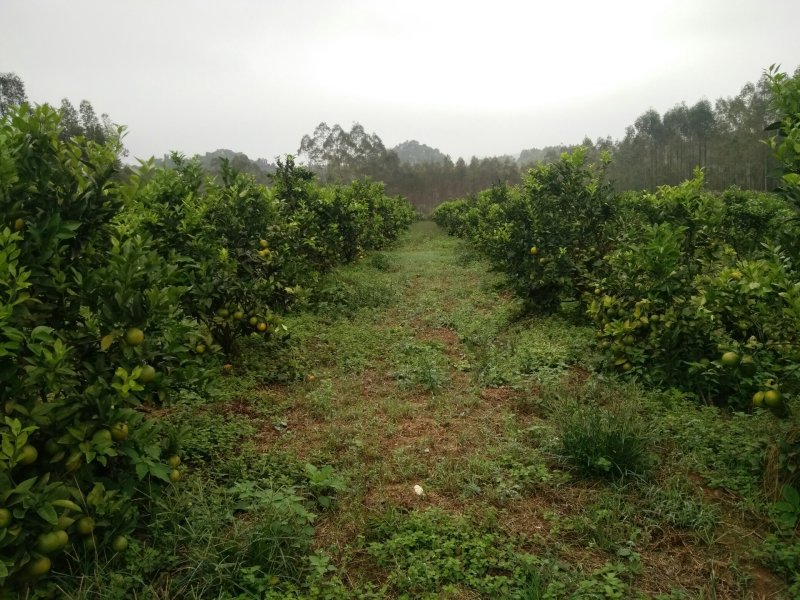 红江橙