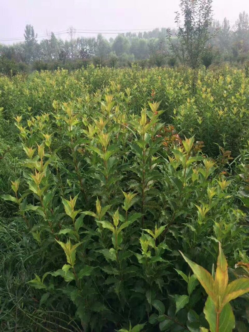 红王子锦带基地量大批发，红王子锦带货源充足，开花喜人