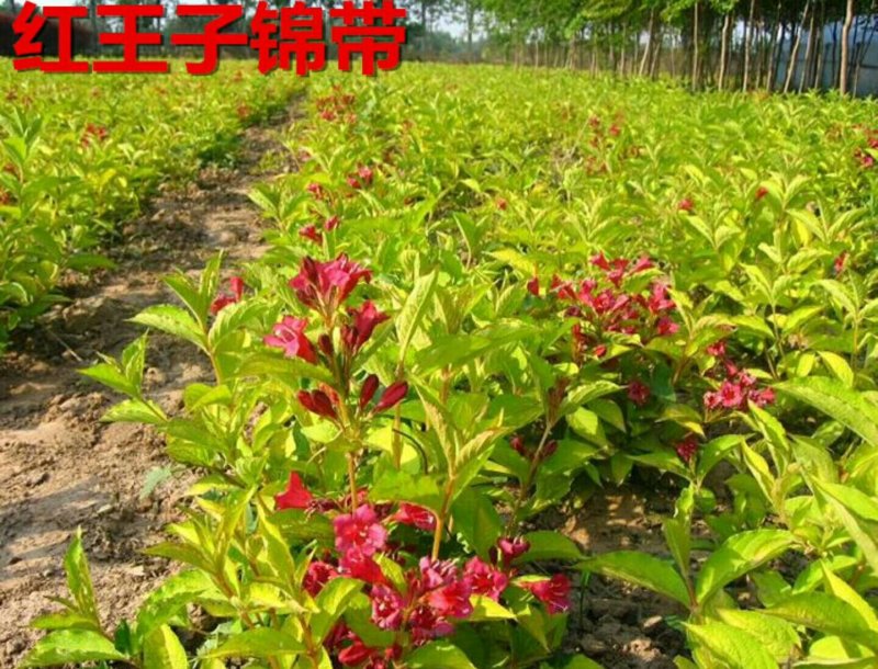 红王子锦带基地量大批发，红王子锦带货源充足，开花喜人