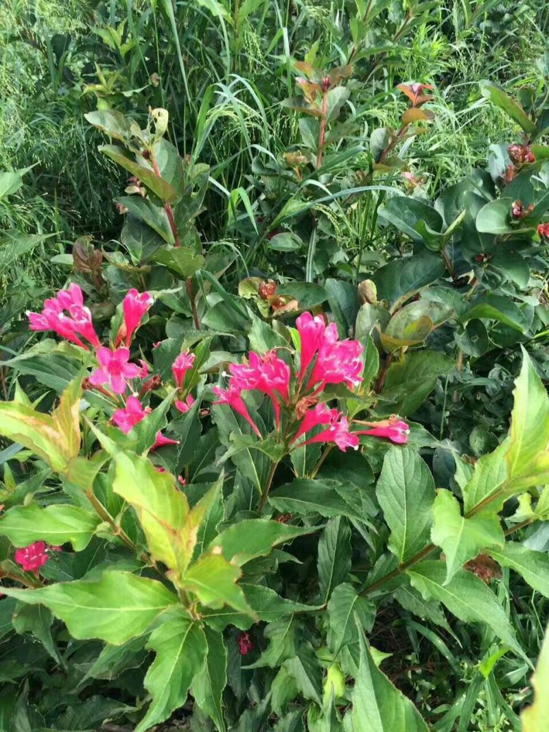 红王子锦带基地量大批发，红王子锦带货源充足，开花喜人
