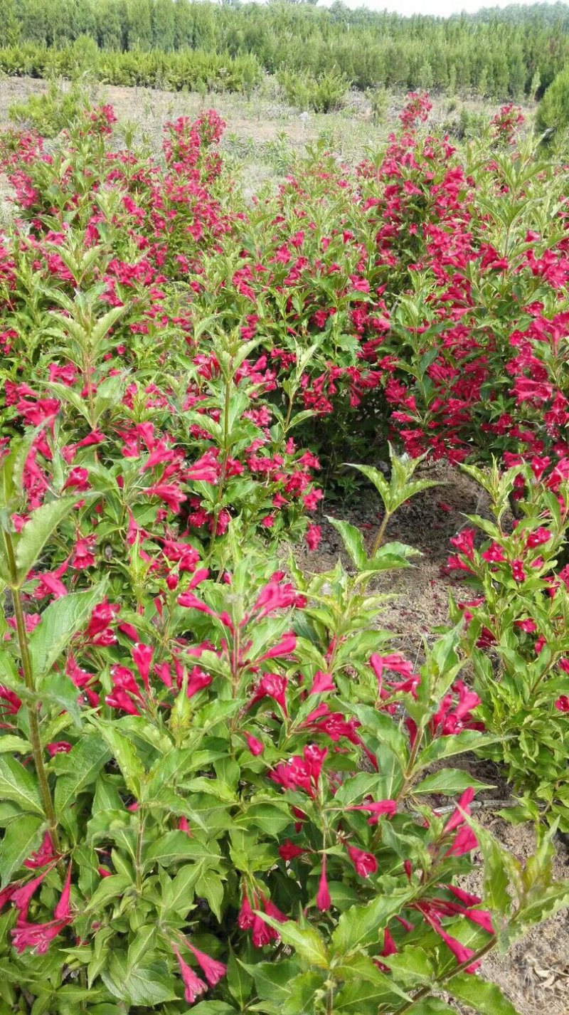 红王子锦带基地量大批发，红王子锦带货源充足，开花喜人