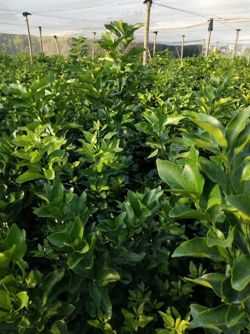 早熟沙糖桔苗10月中上市季节优势明显包邮枝术支持