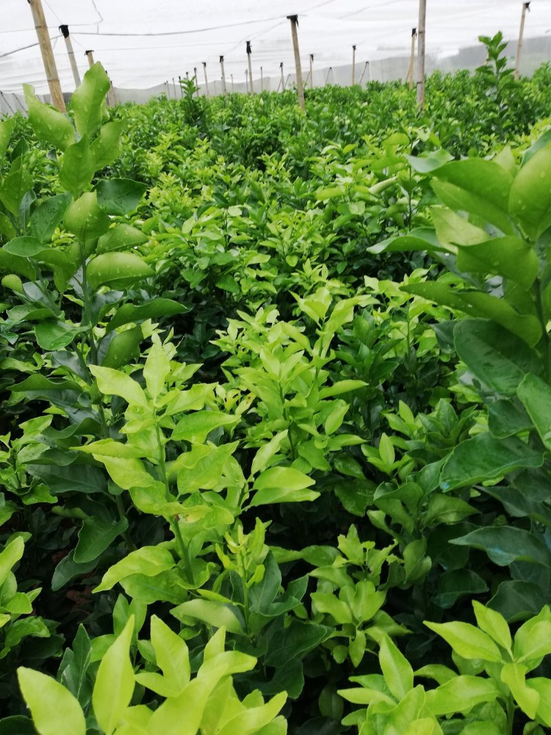 早熟沙糖桔苗10月中上市季节优势明显包邮枝术支持
