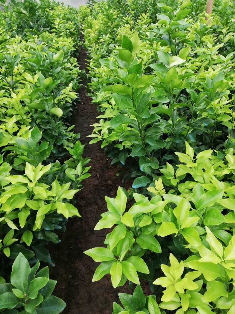 早熟沙糖桔苗10月中上市季节优势明显包邮枝术支持