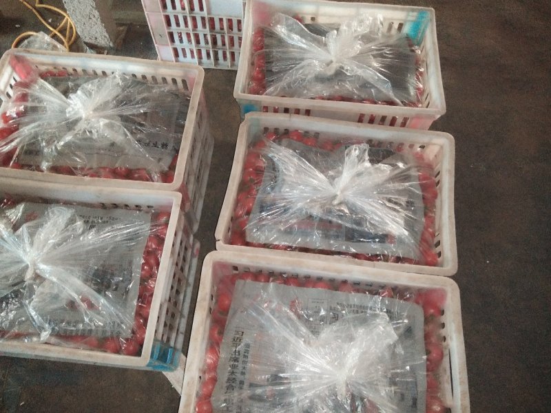 圣女果，千禧圣女果支持商超电商市场小车支持一件代发
