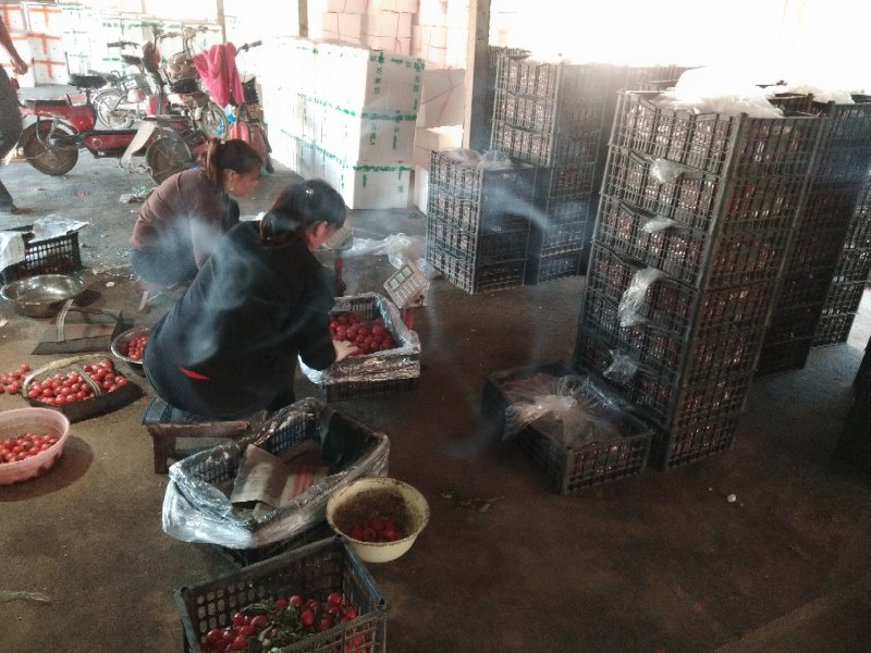 圣女果，千禧圣女果支持商超电商市场小车支持一件代发