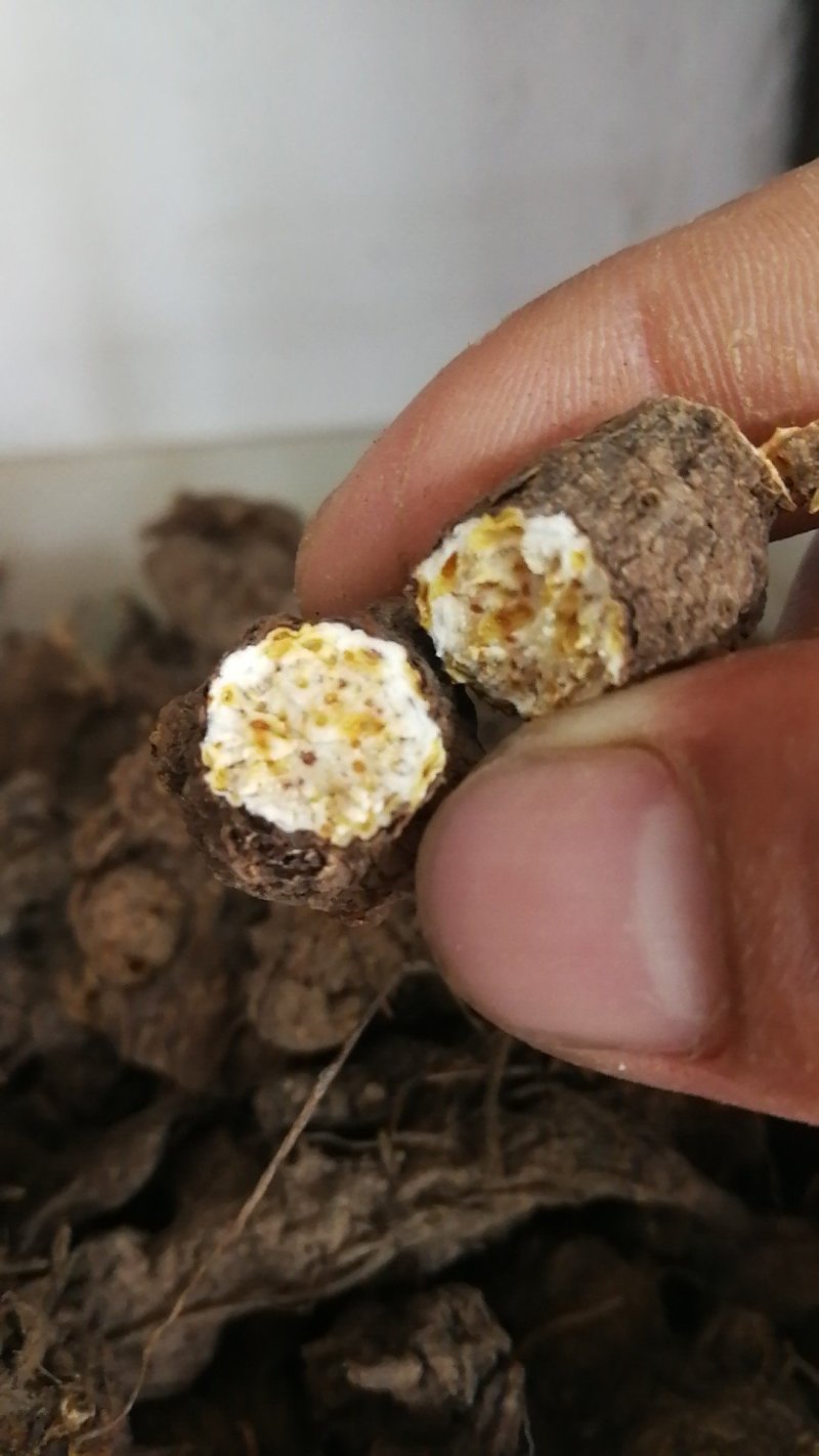 苍术湖北野生朱砂点苍术