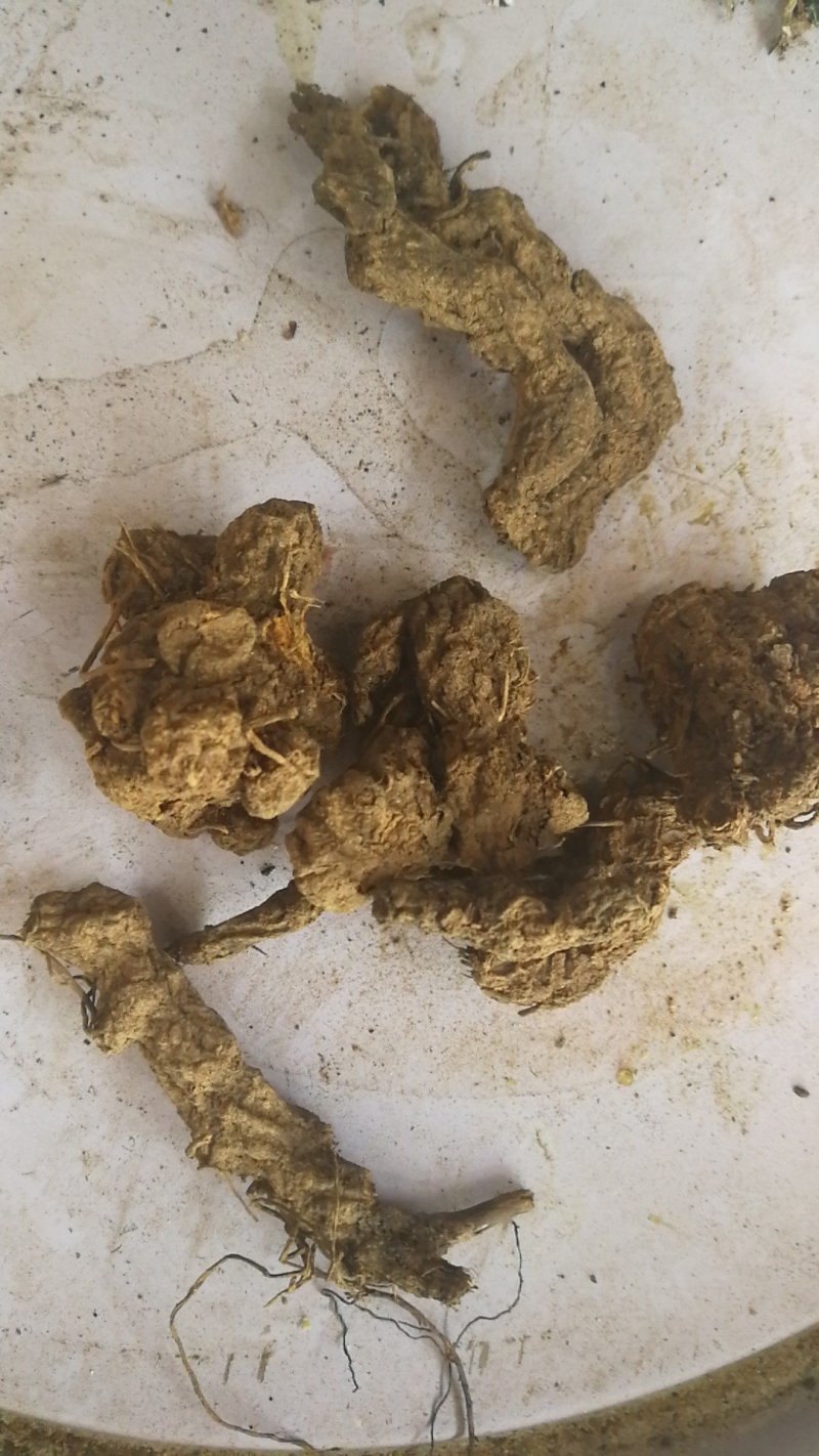 苍术湖北野生朱砂点苍术