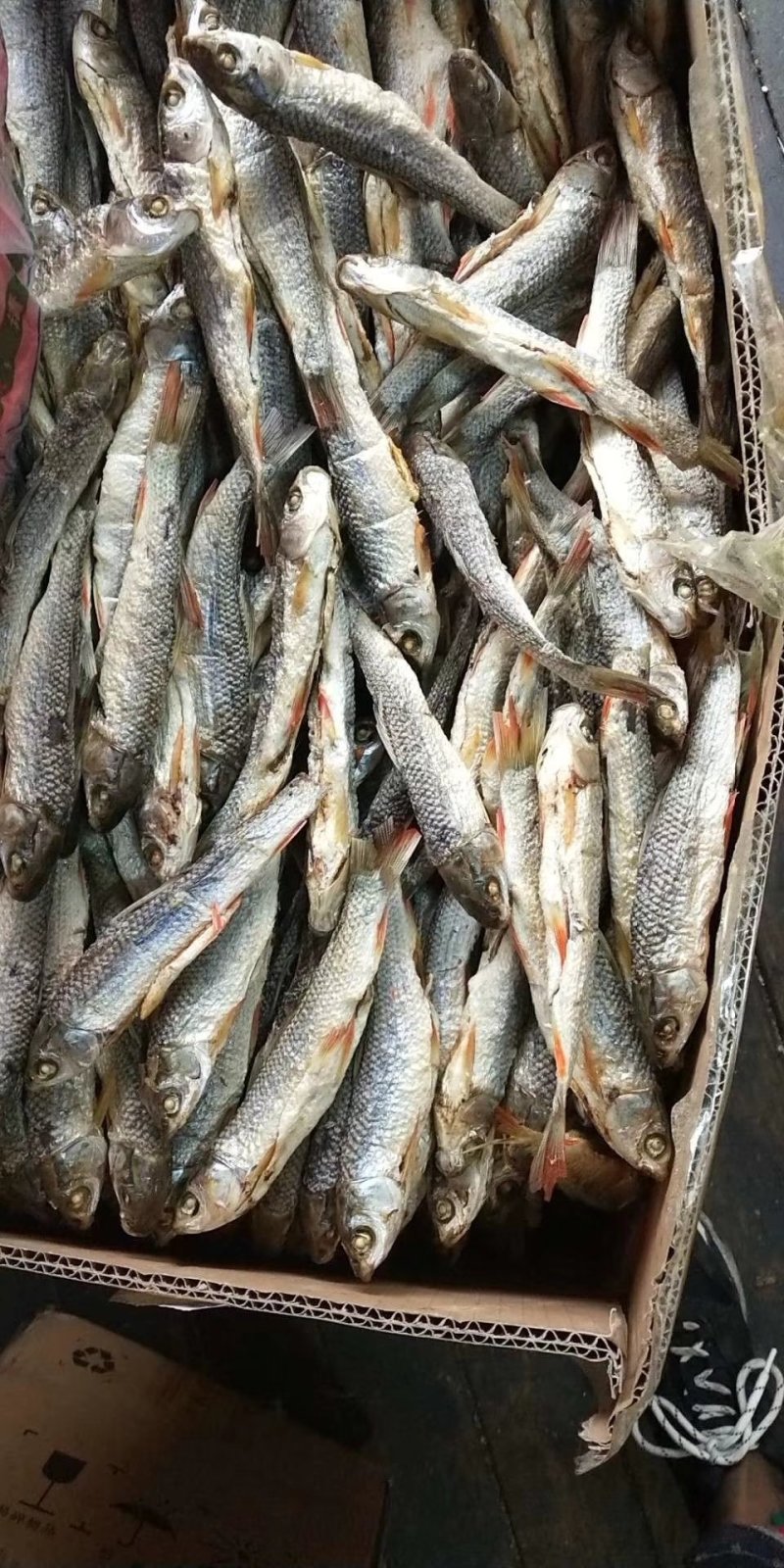 翘嘴干鱼