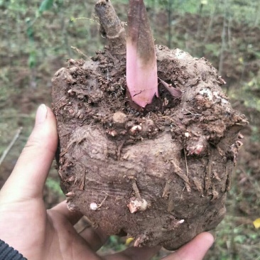 魔芋商品