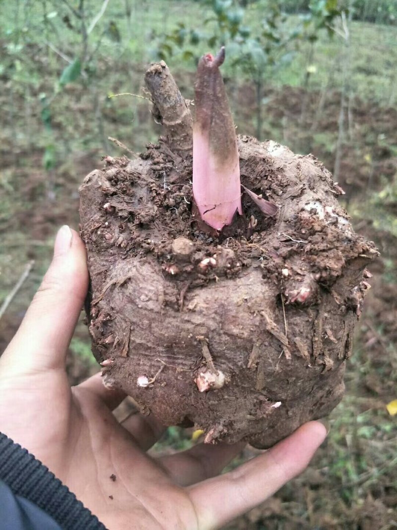 魔芋商品