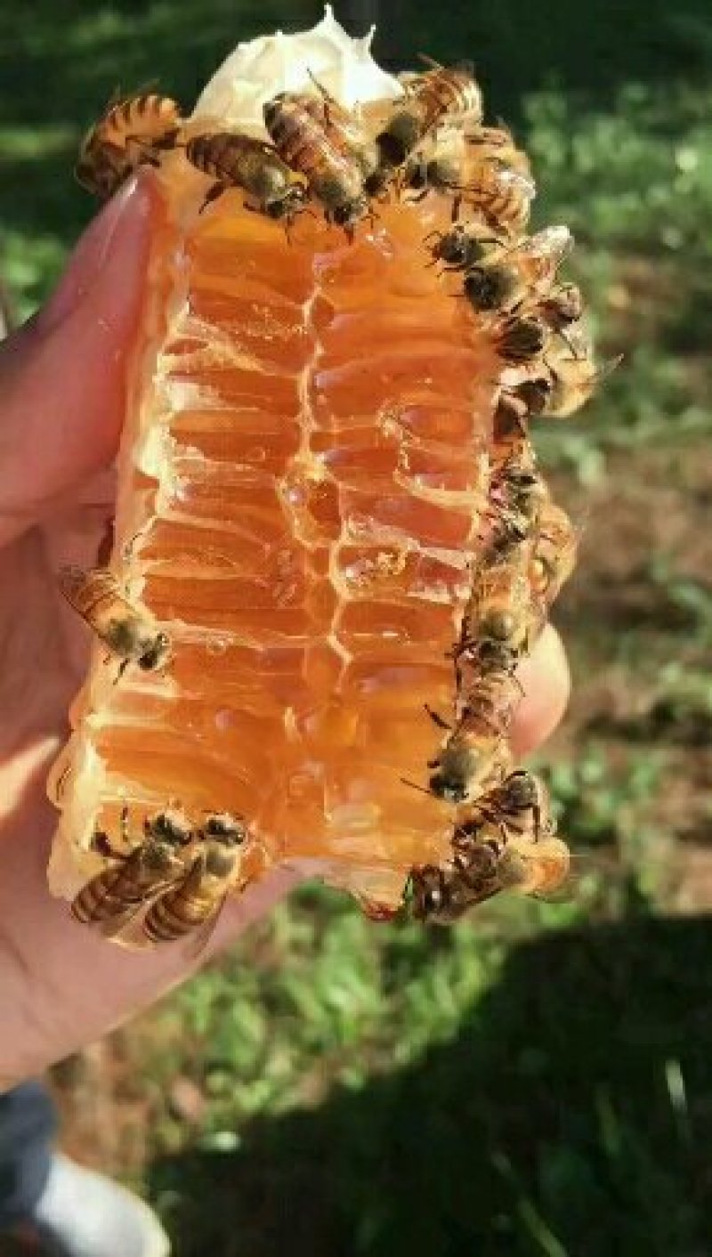 土蜂蜜
