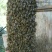 土蜂蜜