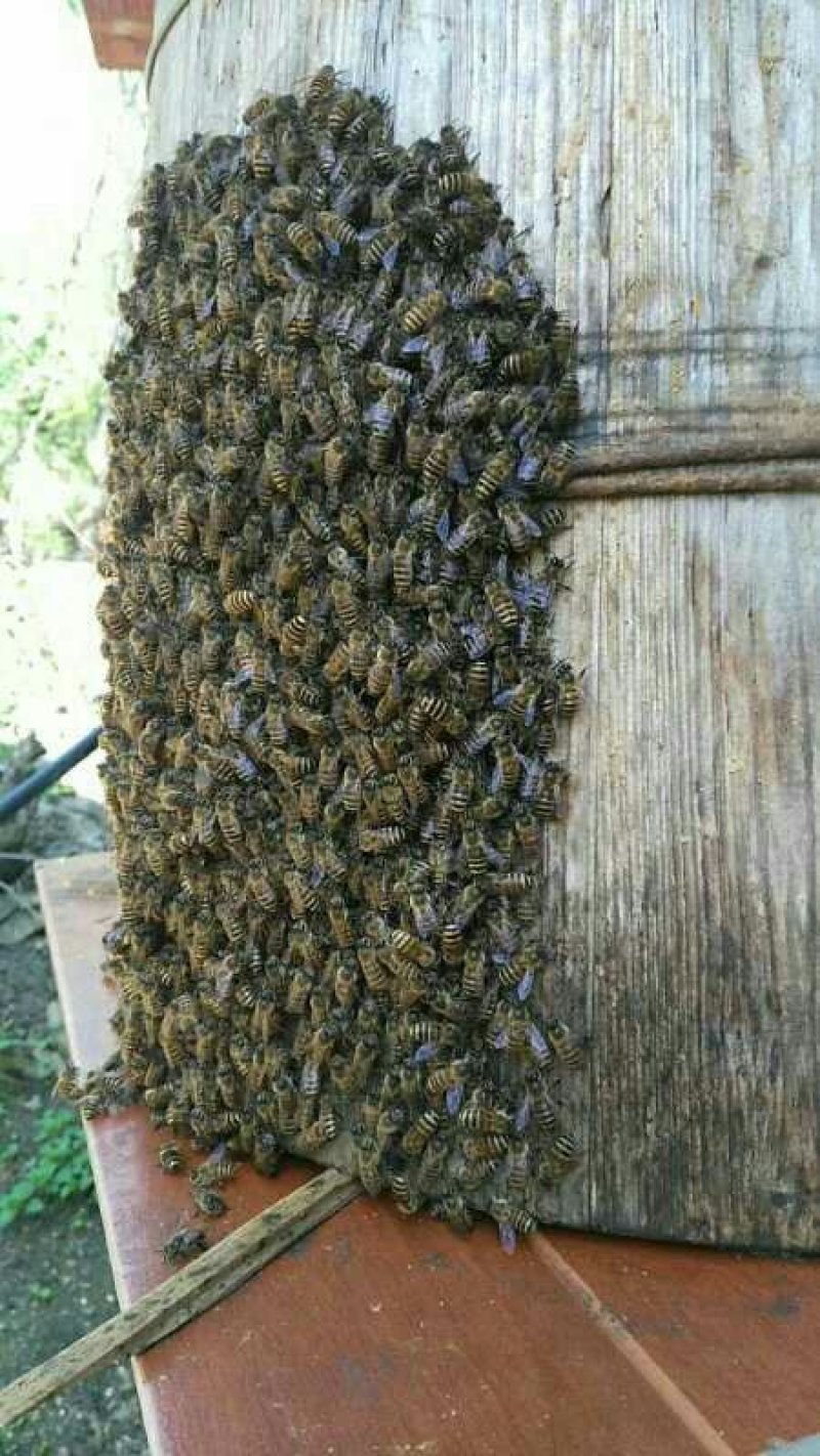 土蜂蜜
