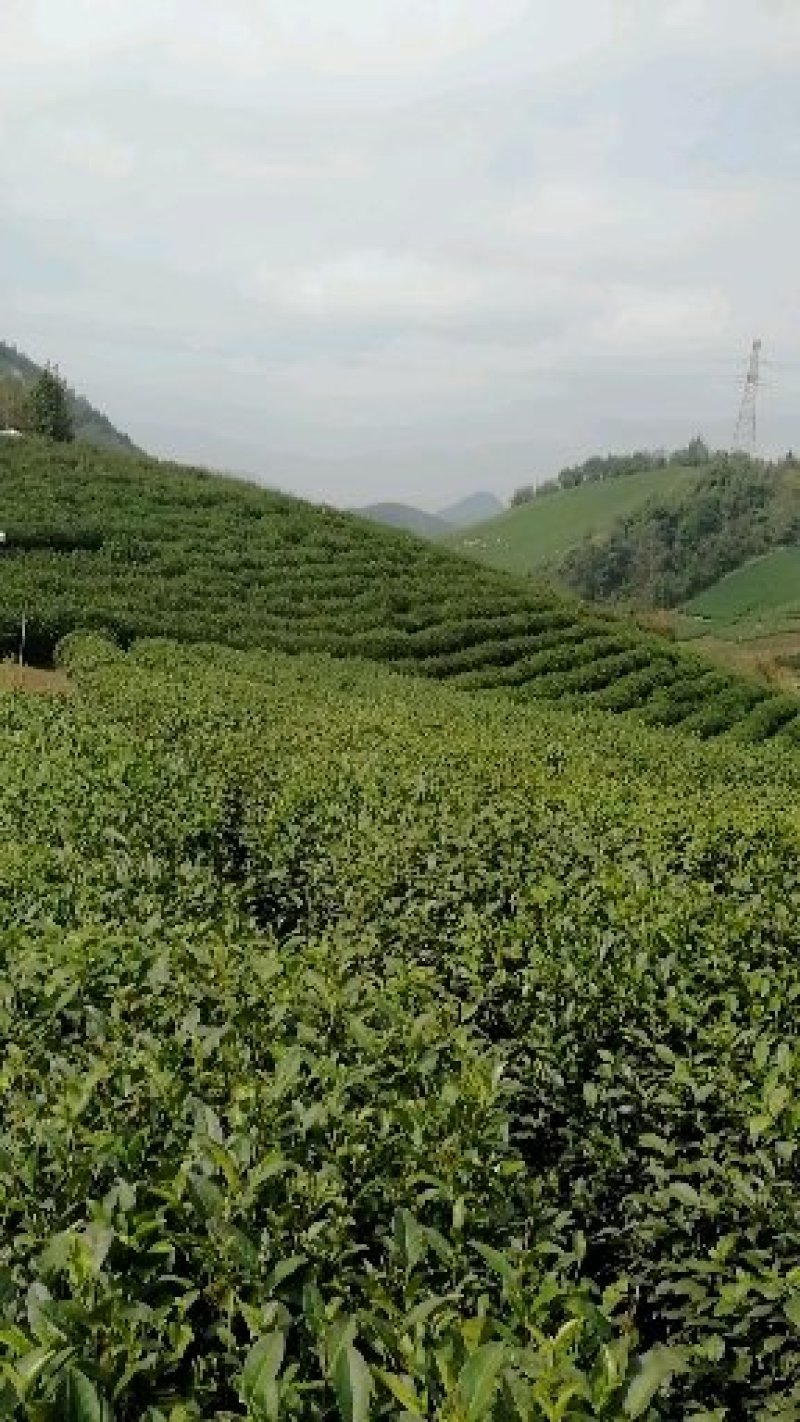 2021新茶杭州高山龙井雨前绿茶浓香型茶农直销