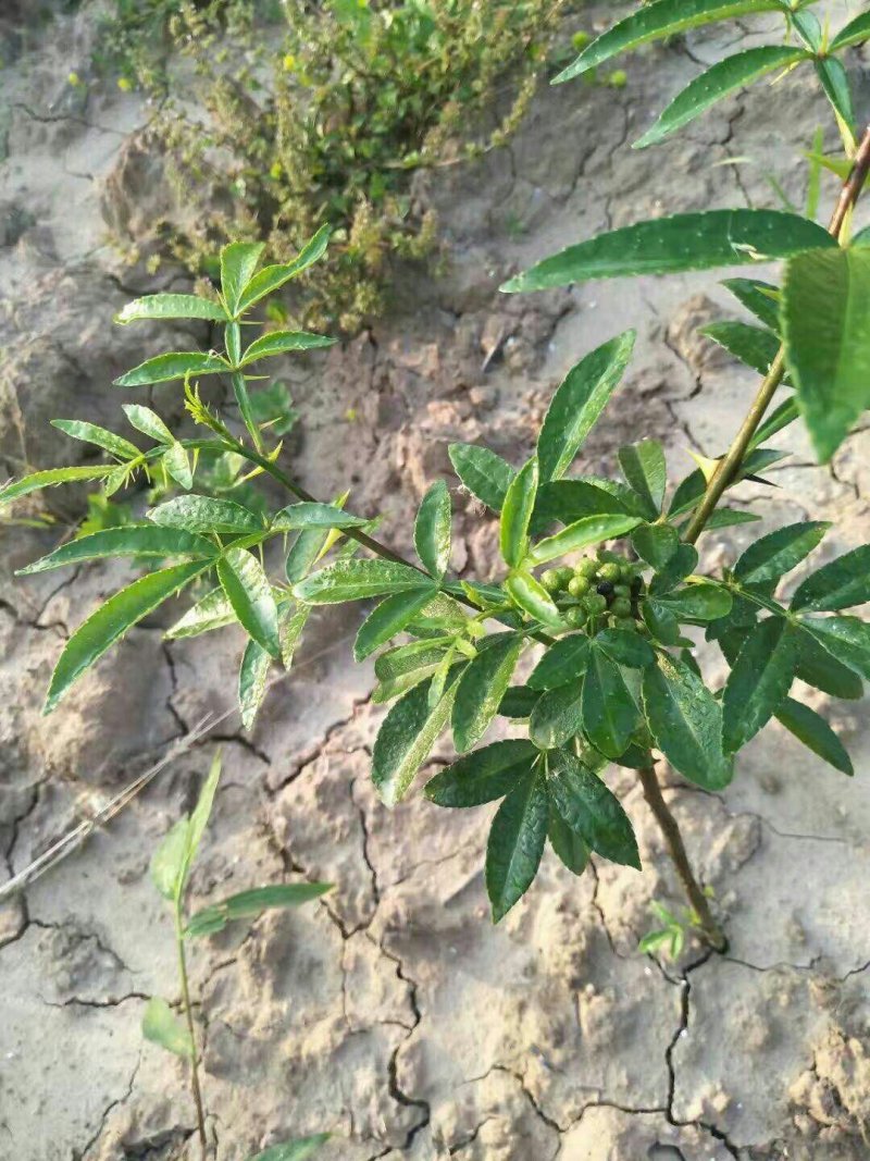 两年九叶青花椒苗
