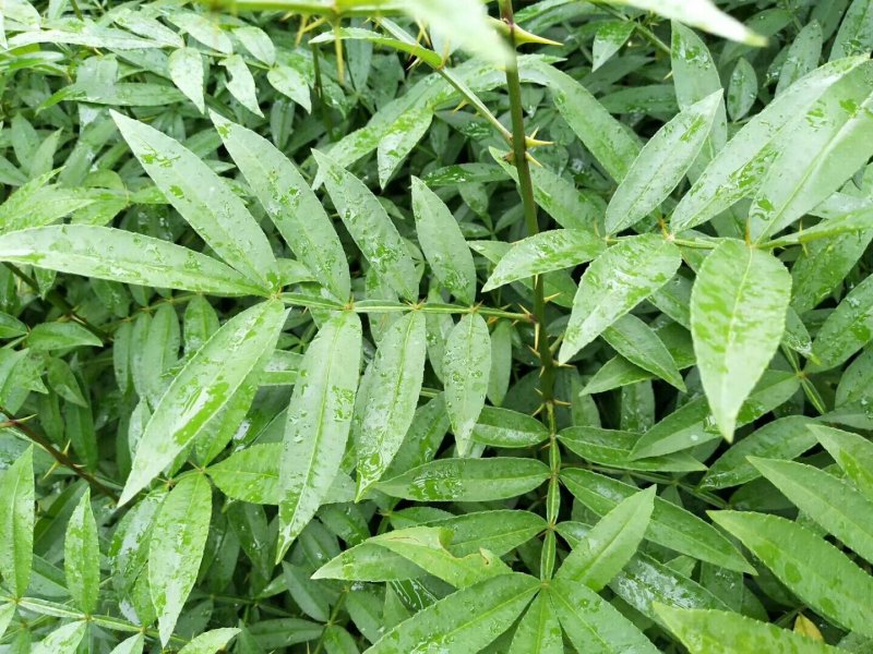 两年九叶青花椒苗