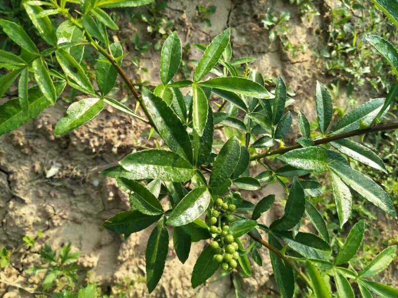 两年九叶青花椒苗
