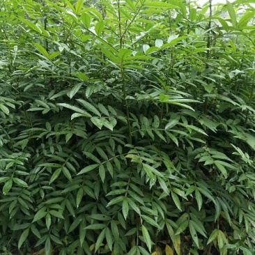 两年九叶青花椒苗