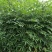 两年九叶青花椒苗
