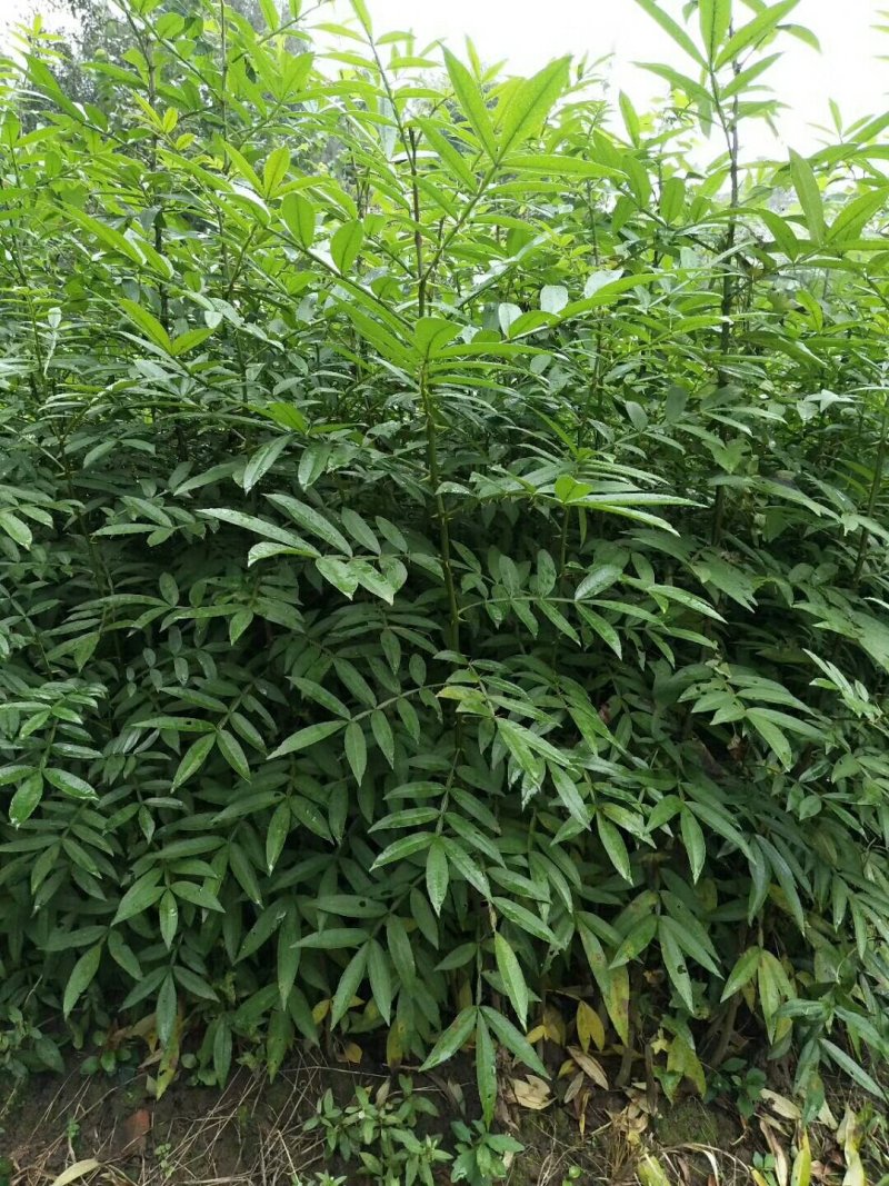 两年九叶青花椒苗