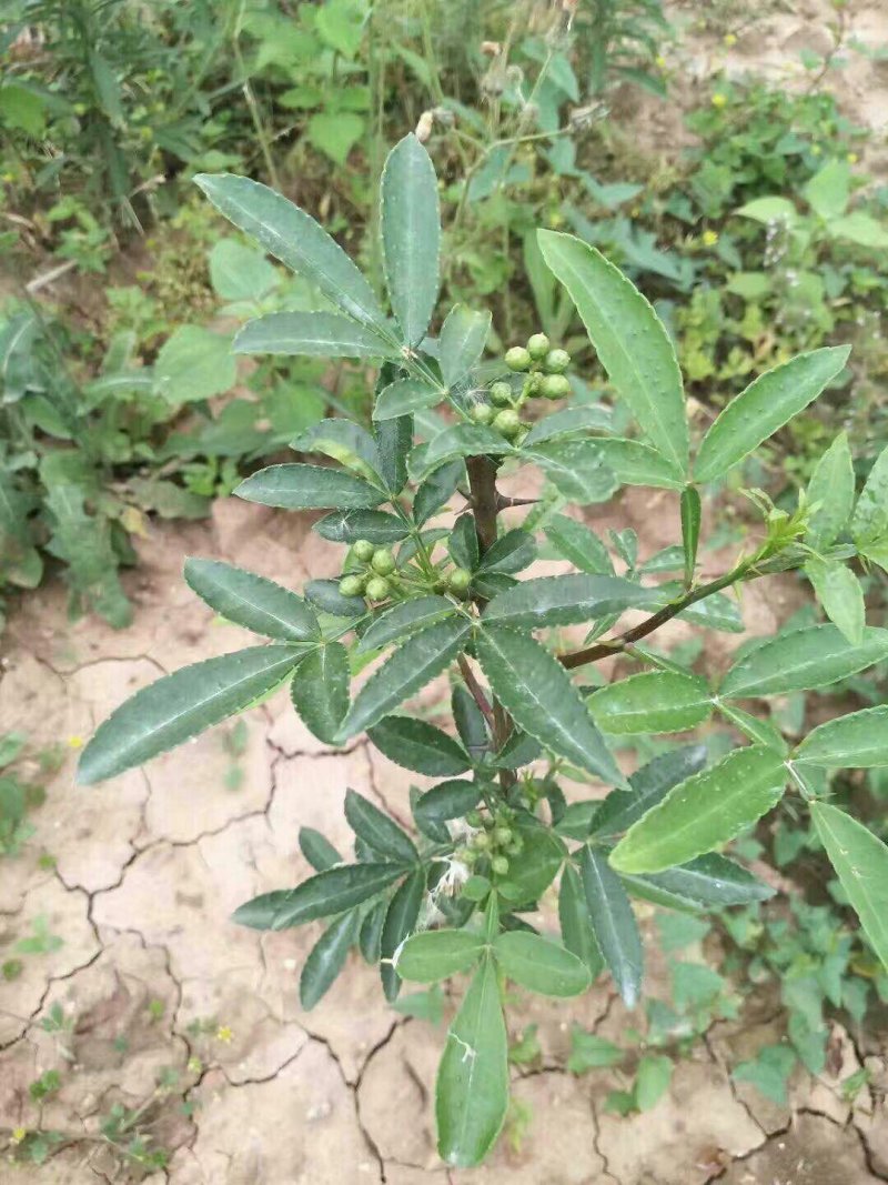 两年九叶青花椒苗
