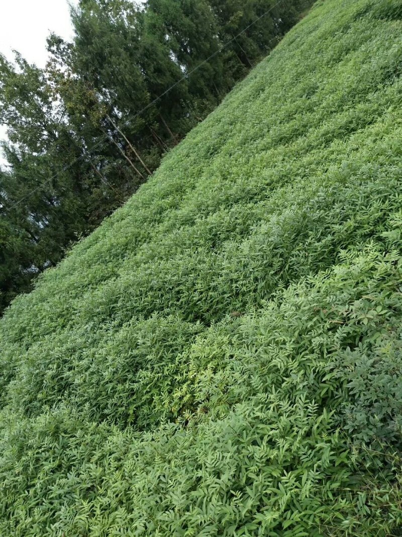 两年九叶青花椒苗