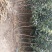 红富士苹果苗基地直发包成活包指导全国发货质量保证