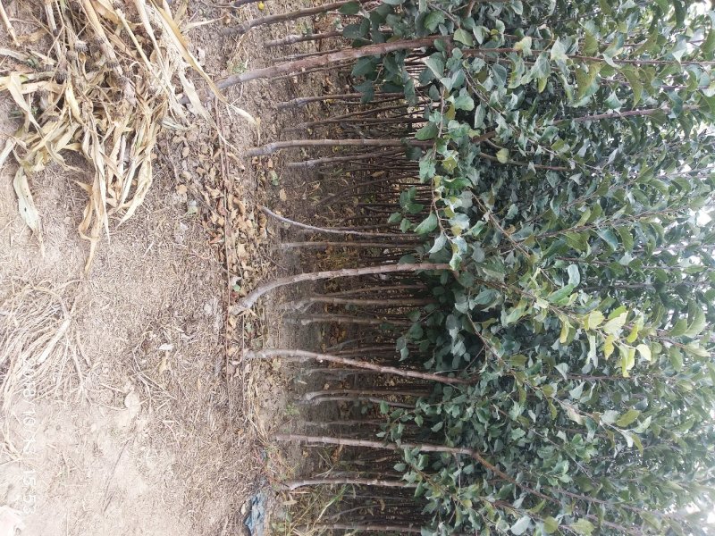 红富士苹果苗基地直发包成活包指导全国发货质量保证