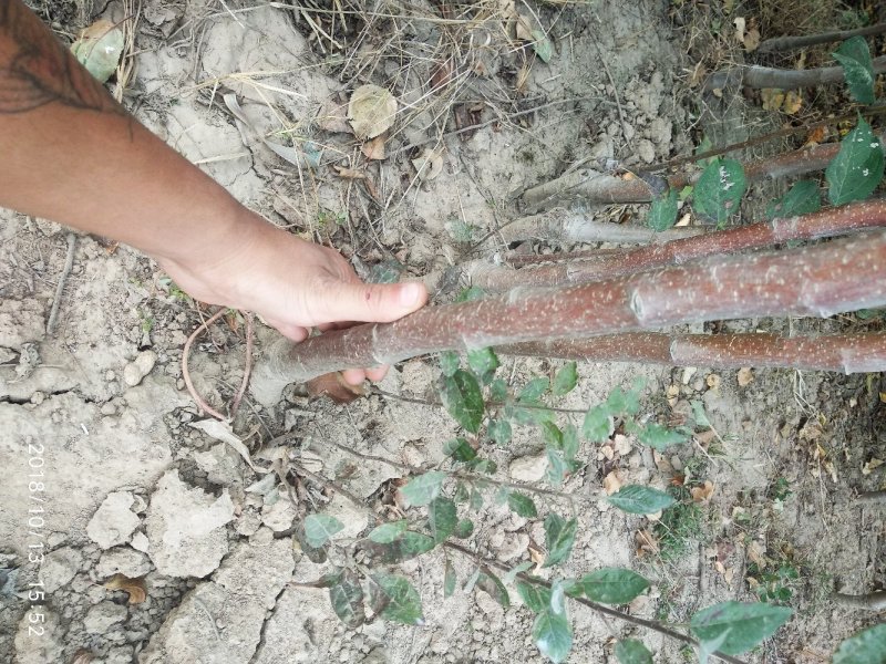 红富士苹果苗基地直发包成活包指导全国发货质量保证
