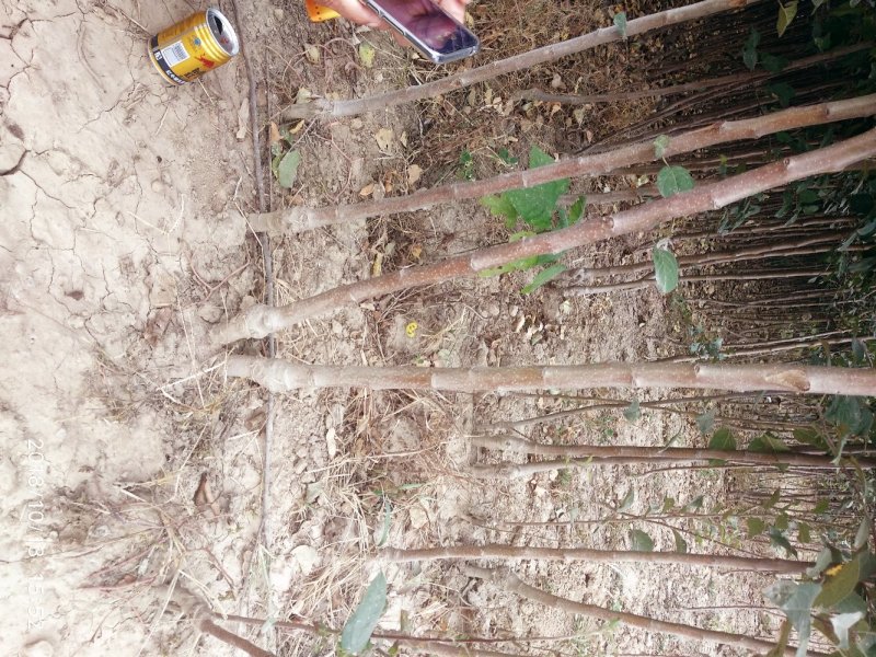 红富士苹果苗基地直发包成活包指导全国发货质量保证