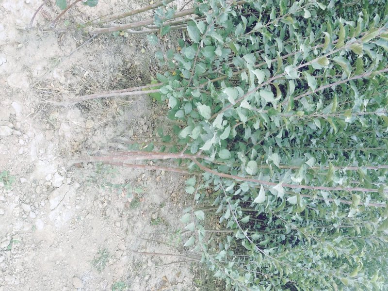 红富士苹果苗基地直发包成活包指导全国发货质量保证