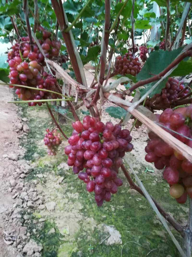 富硒，豆饼冰美人葡萄