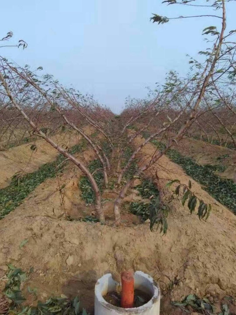 4优质冬桃苗，现货供应产地直供欢迎选购！0.6到1.2