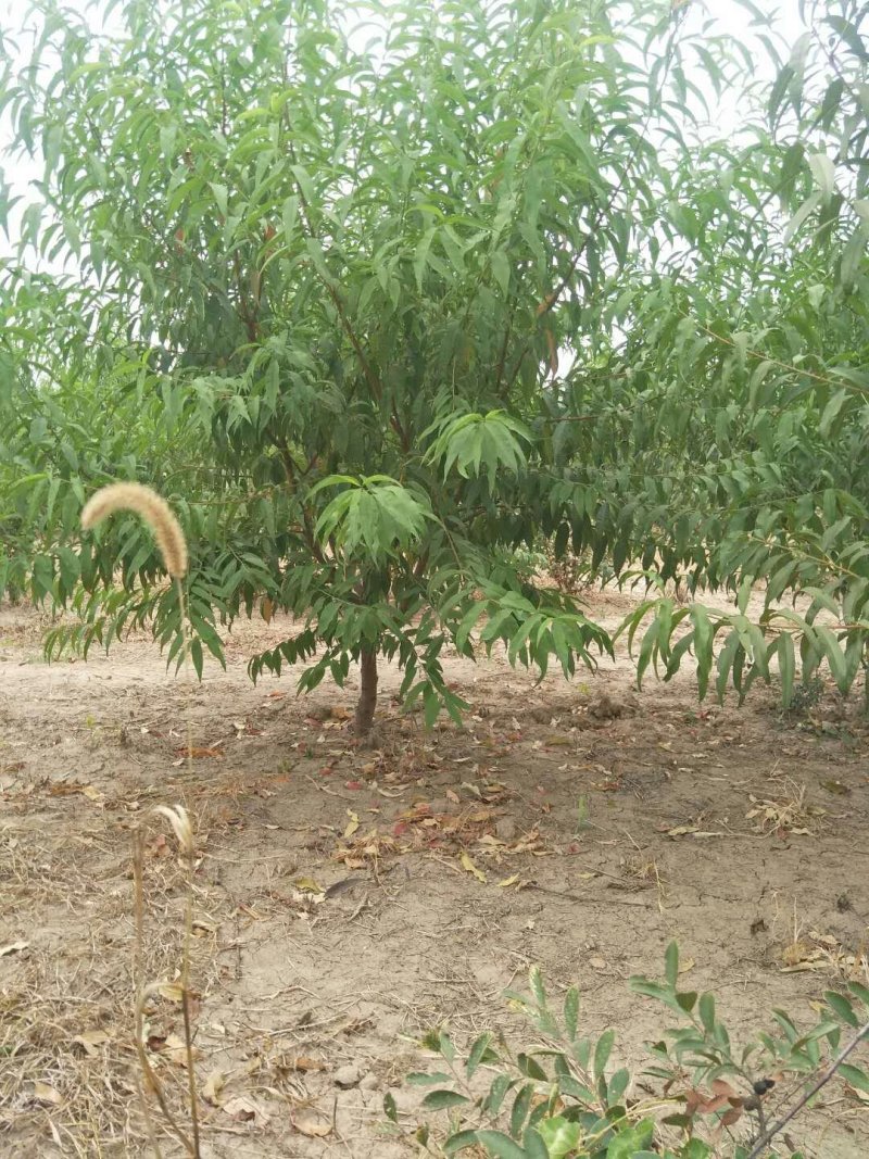 4优质冬桃苗，现货供应产地直供欢迎选购！0.6到1.2