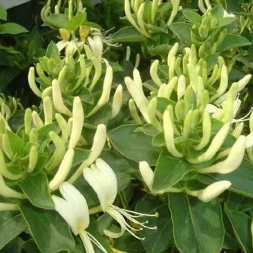 金银花北华一号