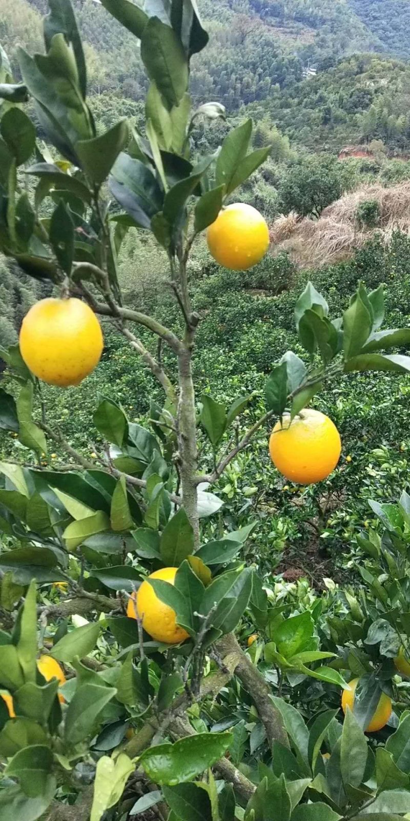 脐橙