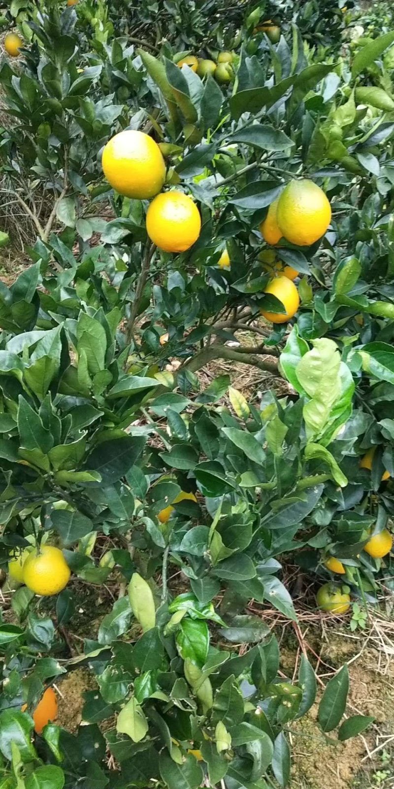 脐橙