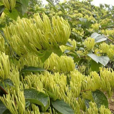 金银花树苗