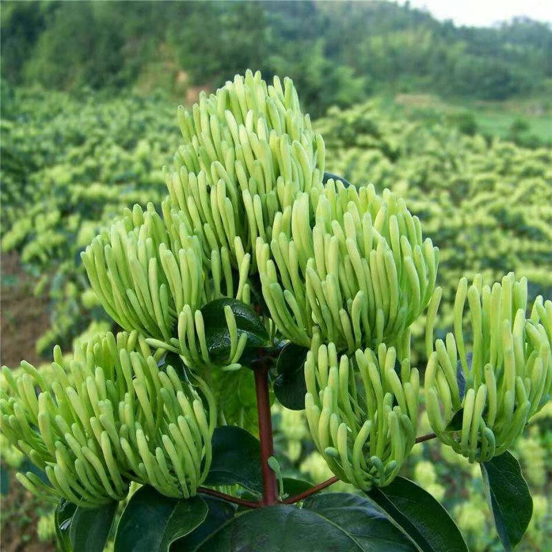 金银花树苗