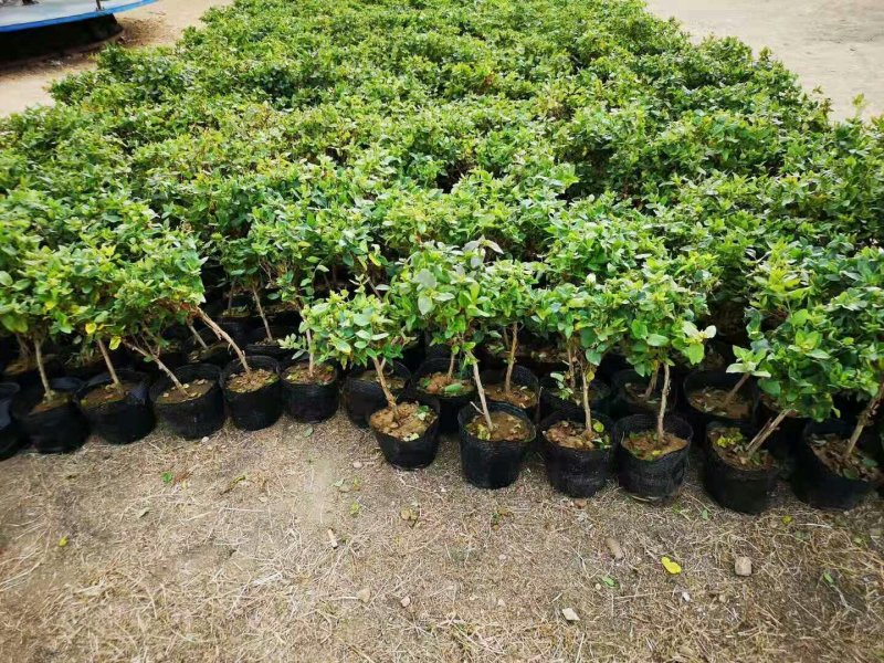 金银花树苗
