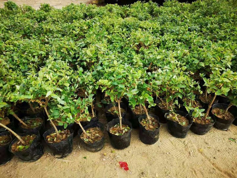 金银花树苗