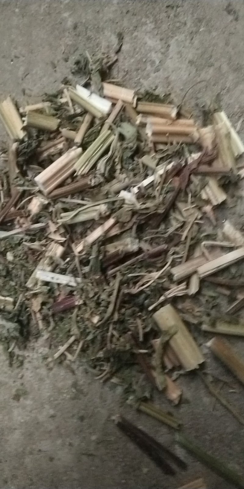 益母草