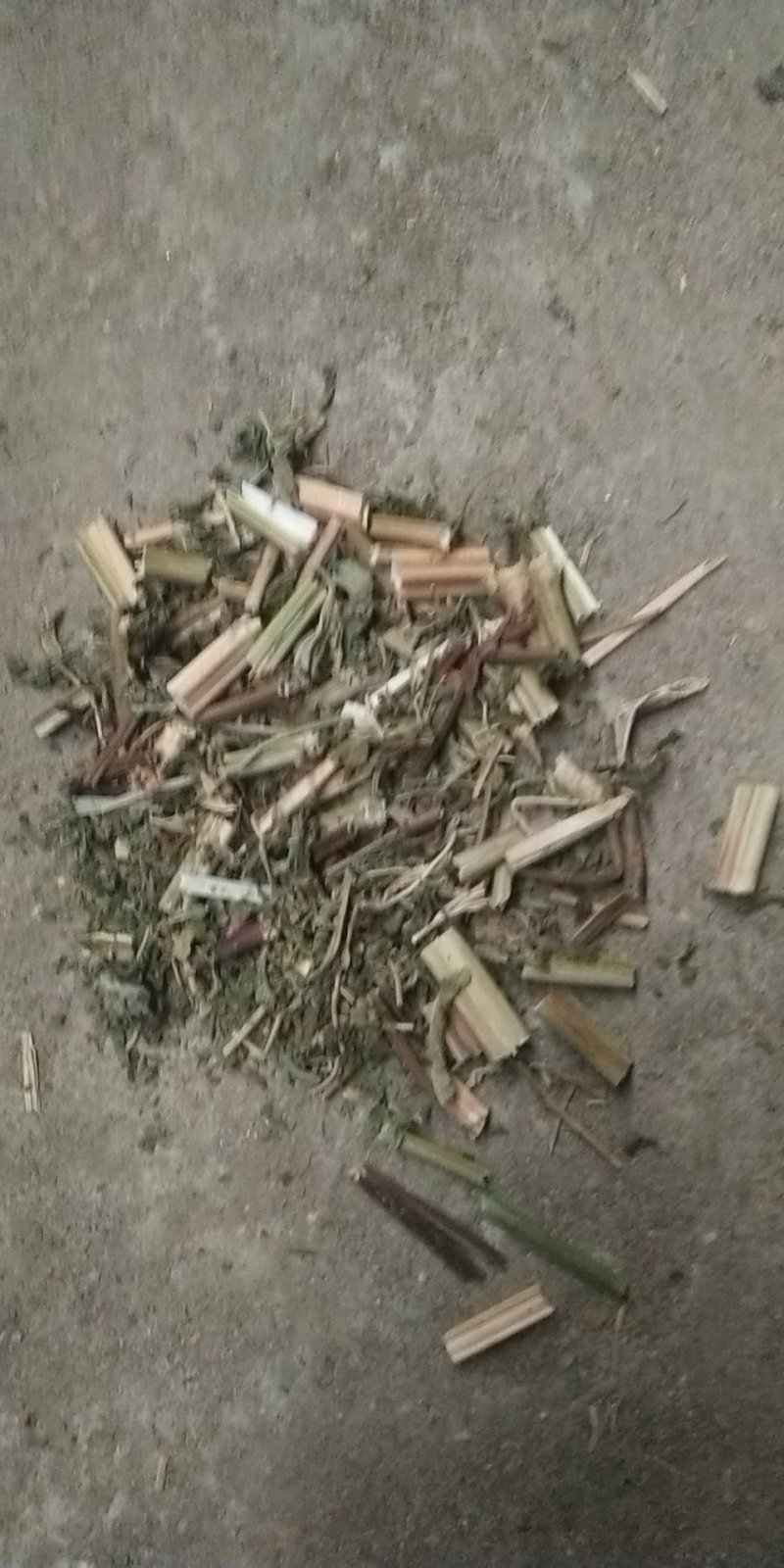 益母草