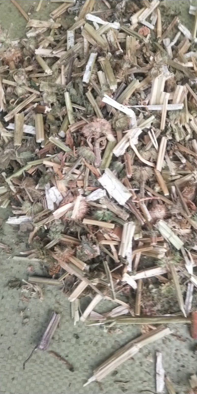 益母草
