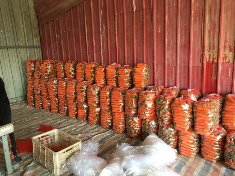 三红胡萝卜大量供应电商货、市场货，加工货多规格分拣包装！